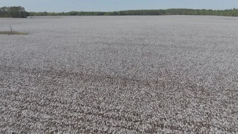 Cotton Stock Footage 320256930