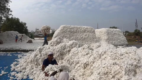 Cotton Ginning factory Stock Footage 152484375