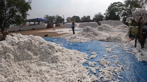 Cotton Ginning factory Stock Footage 152484429