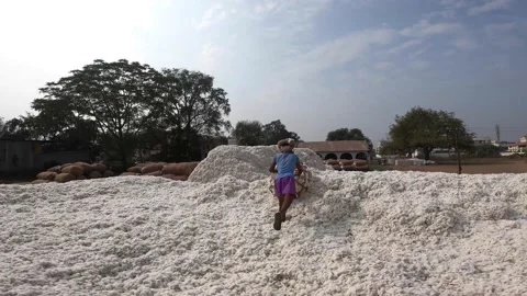 Cotton Ginning factory Stock Footage 152484447