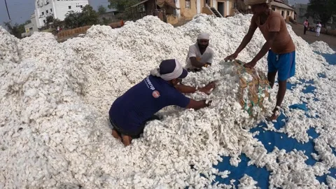 Cotton Ginning factory Stock Footage 152484471