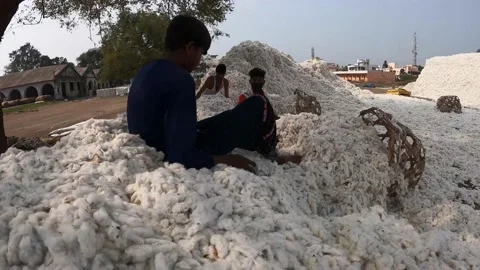 Cotton Ginning factory Stock Footage 152484479