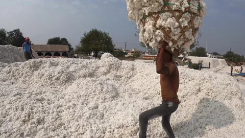 Cotton Ginning factory Stock Footage 152484489