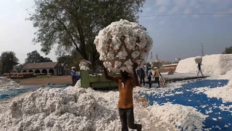 Cotton Ginning factory Stock Footage 152484500