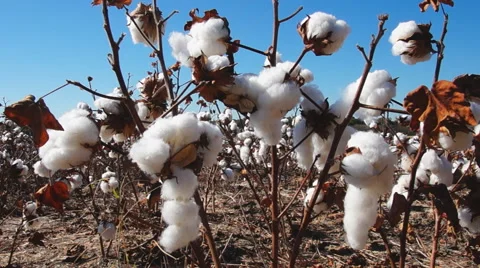 Cotton ( Gossypium sp.) plants in Georgia ready for harvest in early November Stock Footage