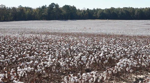 Cotton ( Gossypium sp.) plants in Georgia ready for harvest Stock Footage