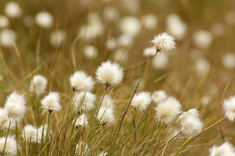 Cotton grass in bloom Stock Photos