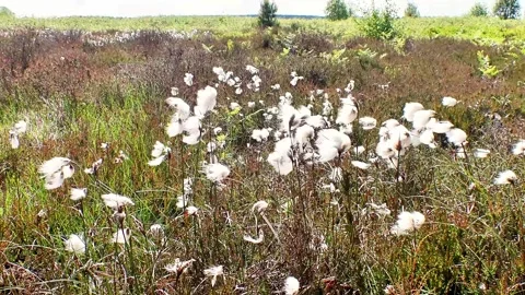 Cotton grass blowing in the wind North York Moors Stock Footage 277027850