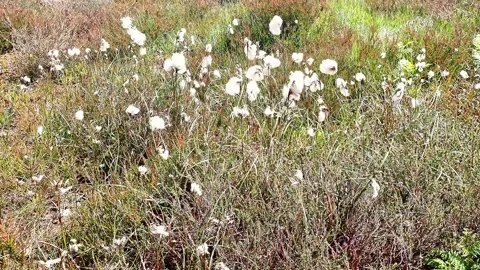 Cotton grass blowing in the wind North York Moors no sky wind blowing Stock Footage 277028851