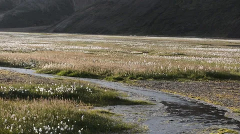 Cotton grass field and small river at the sunset, Iceland Stock Footage 33796472