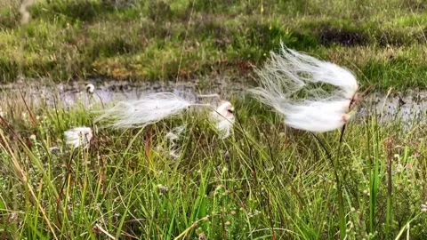 Cotton grass Stock Footage 278419529