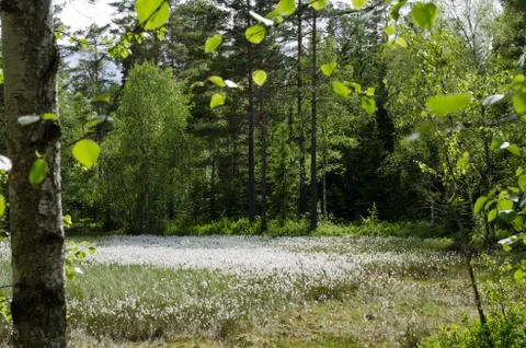 Cotton grass in forest Stock Photos