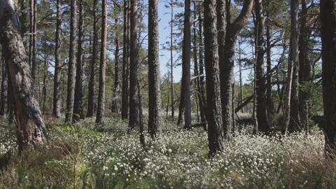 Cotton grass growing in pine forest swaying in wind Stock Footage 310451913