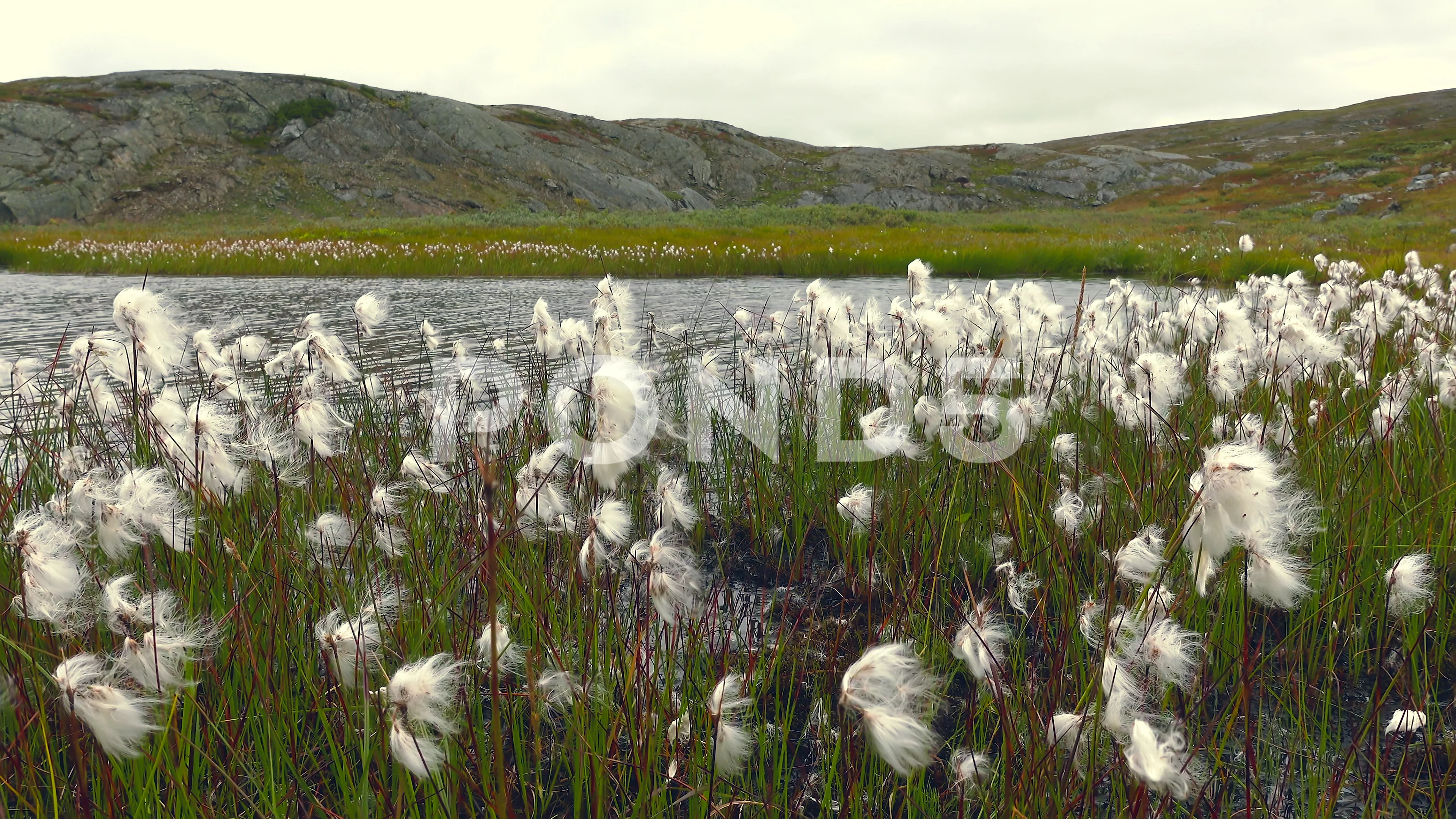 Cotton Grass In The Taiga