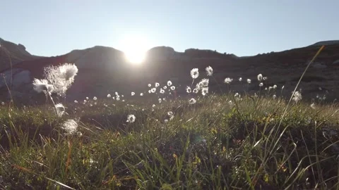 Cotton grass moving in the wind during sunset Vidéo 139972310