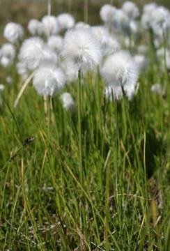 Cotton grass Stock Photos