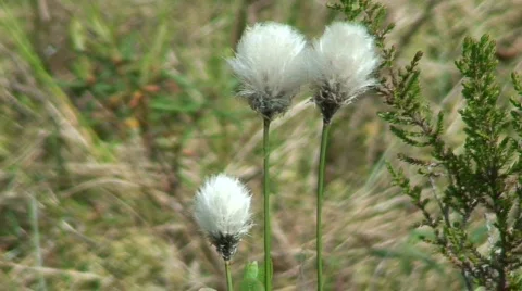 Cotton-grass plants in a forest Stock Footage 128933