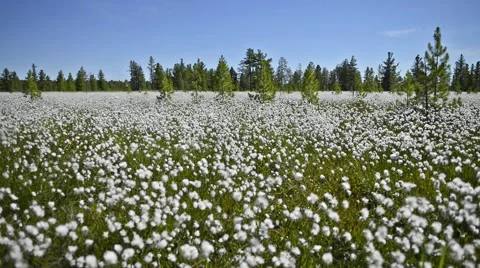 Cotton grass in Siberian taiga Stock-Footage 52292133
