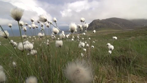 Cotton grass in summer Stock Footage 78492077