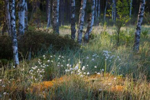 Cotton grass at sunlight Stock Photos