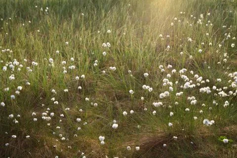 Cotton grass at sunlight Stock Photos