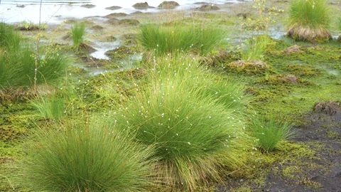 Cotton grass in a swamp Stock Footage 288121966