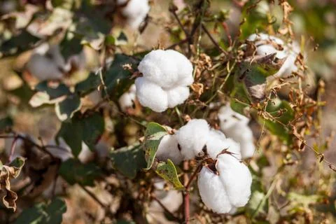 Cotton grows Stock Photos