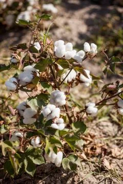 Cotton grows Stock Photos