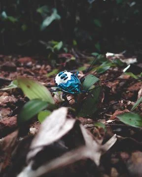 Cotton Harlequin Bug Stock Photos