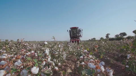Cotton harvester in the field. Stock Footage 161851293