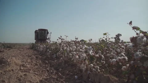 Cotton harvester in the field. Stock Footage 161853563