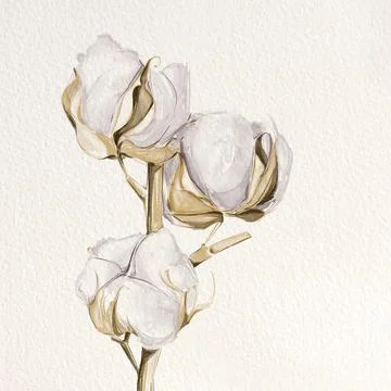 Cotton Ilustración de archivo