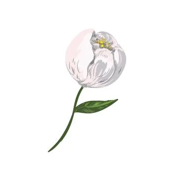 Cotton isolated on the white background. Vector illustration Stock Illustration