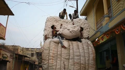 Cotton labour in India Stock Footage 170600283