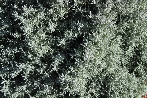 Cotton lavender Stock Photos