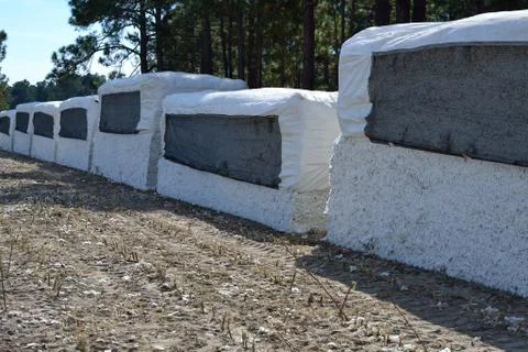 Cotton modules in the field Foto stock
