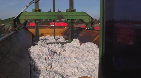 Cotton packed into module Video stock 27153955