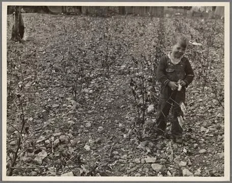 Cotton patch in stony soil which is characteristic of a good part of the C... Stock Photos