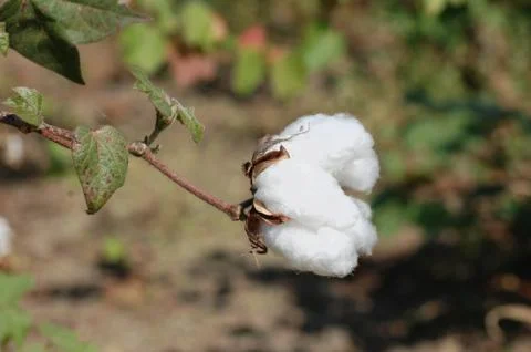 Cotton Stock Photos