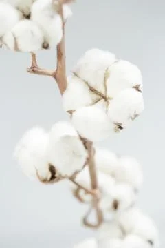 Cotton Stock Photos