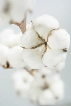 Cotton Stock Photos