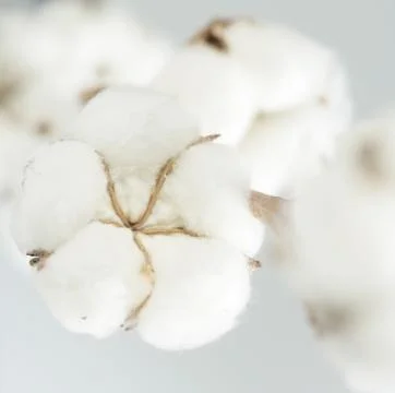Cotton Stock Photos