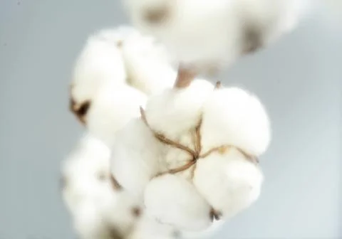 Cotton Stock Photos