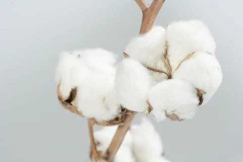 Cotton Stock-Fotos