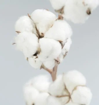 Cotton Stock Photos