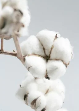Cotton Stock Photos