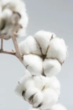 Cotton Stock Photos