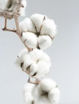 Cotton Stock Photos
