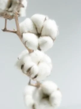 Cotton Stock Photos
