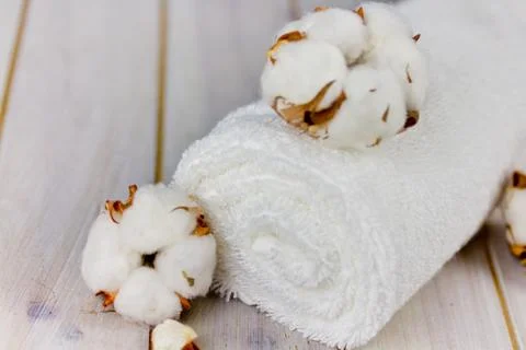 Cotton Stock Photos